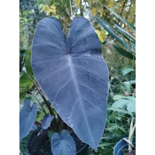 RARITÄT : Colocasia " Black Magic " 1 Rhizom/Knolle