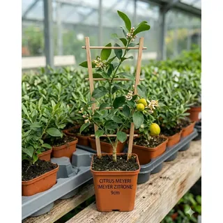 Meyer Zitrone Jungpflanze, Aromatischer Zitronenbaum, Klassische Zitruspflanze für Zuhause
