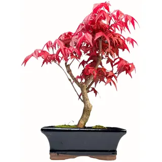 Bonsai DE - Bonsai baum Japanischer Fächerahorn - Acer (Ahorn) bonsai bäume/Japanische Ahorne/baum ist 25-30 cm hoch (Deshojo P15)