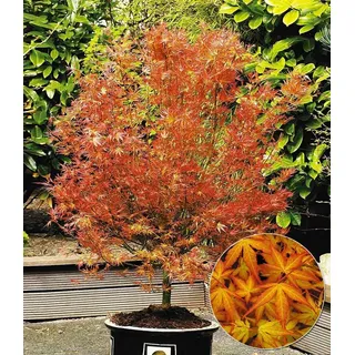 BALDUR Garten 1x Japanischer Ahorn 'Katsura', Pflanze im 12 cm-Topf, niedrig bleibende Ahorn-Rarität, spektakulärer Orange-Ton im Frühjahr, wint...