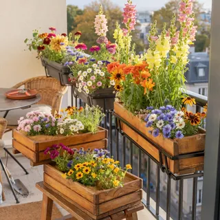 mehrjährige Balkonblumen Mischung, 14 insektenfreundliche Balkon-Blumen-Arten für Balkonkasten, Hochbeet, Balkon (6 Balkonkästen [12qm])