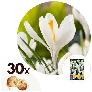 Plant in a Box - Krokuszwiebeln - 30 Stk - Crocus 'White' - Blumenzwiebeln - Weiß