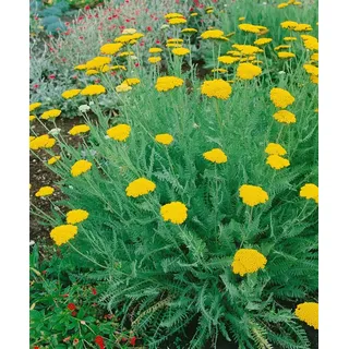 Pflanzen für Dich Staude Achillea clypeolata, 1 St., Balkanstern, Gold-Schafgarbe gelb