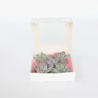 Plant in a Box - Mischung Echeveria DIY - 5 Stk - Echeveria lilacina - Höhe 7cm