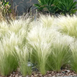 Sylter Ziergras Stipa tenuissima 'Pony Tails' im Topf (Ziergras Gräser Stauden winterhart) Federgras Engelshaargras - Ein Hauch der Nordsee in ihrem Garten (1)