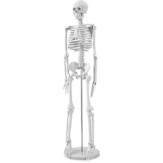 Mensch Skelett Modell für Anatomie, 85cm Ganzkörper Mensch Skelett Modell Anatomy Skeleton Menschliches Skelett mit Und Bewegliche Arme Und Beine für Medizinisches Lehren, Bildung, Lernen, Display