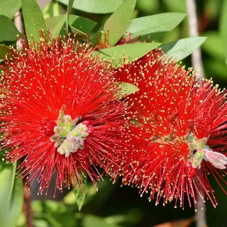 Callistemon 'Red Rocket' von Intragarten Zylinderputzer Strauch Topf
