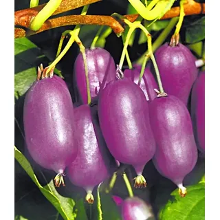 BALDUR Garten 2er Kiwi Ken's Red® (inkl. Befruchter), Pflanzen im 9x9 cm-Topf, Actinidia arguta, Kiwipflanze winterhart, mehrjährig, reiche Ernte an essbaren Früchten, Obst-Rarität