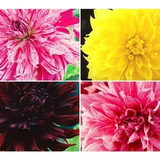 KEYZERS® XXL-Dahlien besondere Farbkombinationen 4 Sorten, 4 Knollen