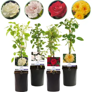 GreenboutiQ - Kletterrose - Rosa Rainbow - Blumen Rosa Weiß Gelb Rot - Wenig Pflege - 4 Pflanzen - Topf 11cm Höhe 40cm - Rosa/Weiß/Gelb/Rot