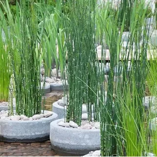 Bloomique - 6er-Set - Equisetum Japonicum - Japanischer Schachtelhalm - Teichpflanzen Winterhart - Wasserpflanzen - Zone 2-3 - Höhe 20-30 cm - Topf 9 cm