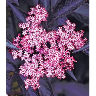 BALDUR Garten 1x Holunder Sambucus nigra Thundercloud Pflanze im 17 cm-Topf
