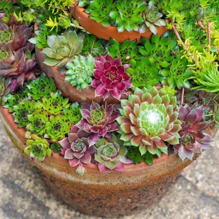 Sempervivum Mix - 10 Pflanzen | Zimmer-Sukkulente Henne & Küken | 5-15cm mit Topf