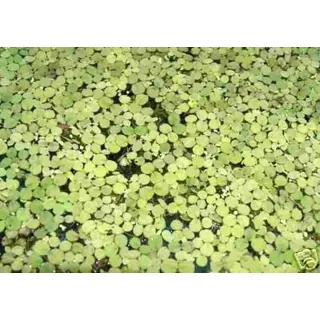 Wasserpflanzen 1 Portion Wasserlinsen, Lemna Minor, Aquarienpflanzen ca. 1000 Stück