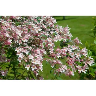 Kolkwitzia Amabilis Perlmuttstrauch Pink Cloud 100-125 cm