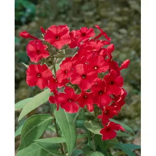 Pflanzen für Dich Staude Phlox pan. Adessa Red, 1 St., Hoher Stauden-Phlox, Flammenblume rot