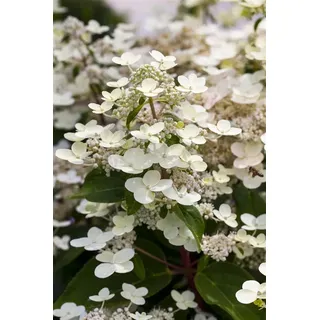 Pflanzen für Dich Gehölze Hydrangea pan. CONFETTI, 1 St., Rispenhortensie weiß