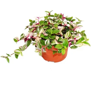 EXOTENHERZ Dreimasterblume Tradescantia Quadricolor Pflegeleichte Hängende Zimmerpflanze 12cm Topf