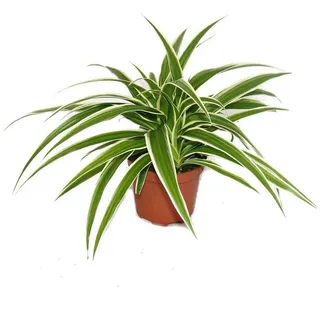 EXOTENHERZ Chlorophytum Grünlilie Brautschleppe 9cm Topf Zimmerpflanze