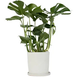 Plant in a Box - Monstera deliciosa Höhe 70-80cm - 21cm