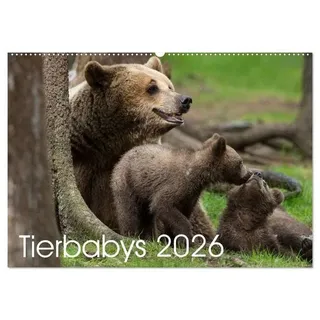 Tierbabys 2026 (Wandkalender 2026 DIN A2 quer), CALVENDO Monatskalender