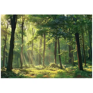 WallArena Fototapete Wald in Grün | Gr.: 200 x 140 cm