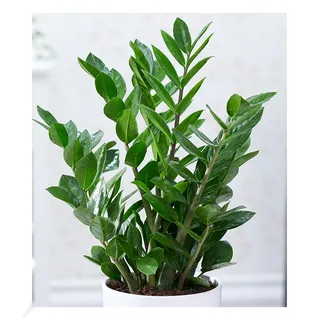 BALDUR Garten 1x Zamioculcas, Pflanze im 12 cm-Topf, Glücksfeder, Zamie, Zamia Farn, Zamia Palme, pflegeleichte Zimmerpflanze, Zimmerpflanze, mehrjährig - frostfrei halten, Zamioculcas zamiifolia