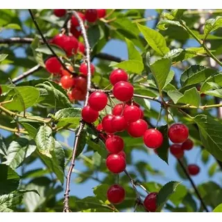 Schattenmorelle, Sauerkirsche, Buschbaum (kleinbleibend), 120-140cm im Topf