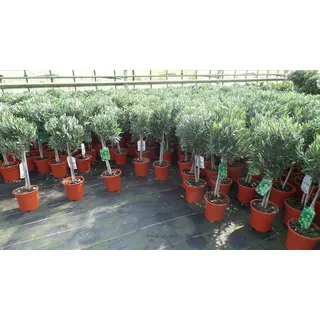 gruenwaren jakubik Olivenbaum Stamm Olive 80 - 100 cm hoch, beste Qualität, Olea Europaea