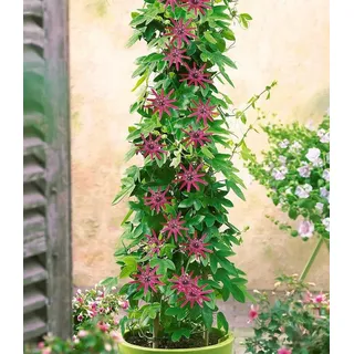 BALDUR Garten 1x Winterharte Passionsblumen 'Ladybirds Dream', Pflanze im 9x9 cm-Topf, Passiflora Hybride, schmetterlingsfreundlich, winterhart bis ca. -10 °C, mehrjährig, blühend