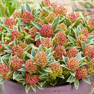 Skimmia japonica Magic Marlot | Wunderschöner immergrüner blühender Gartenstrauch im Topf