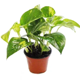 EXOTENHERZ Efeutute Scindapsus Epipremnum 12cm Topf Zimmerpflanze