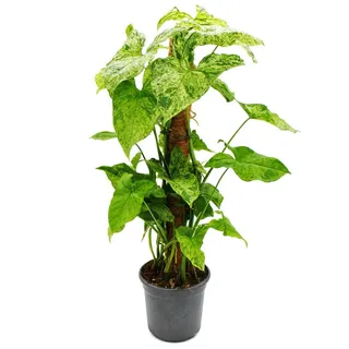 Ausgefallene Rankpflanzen am Moosstab Syngonium purp. 'Mottled' Purpurtute