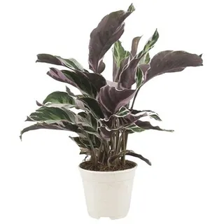PFLANZENFREUND Korbmarante Calathea Fusion Topfgröße Ø 14cm 1 Pflanze