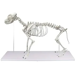 Hundeskelett, natürliche Größe