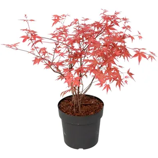 Plant in a Box - Acer palmatum Beni Maiko - Höhe 60-70cm - Japanischer Ahorn Winterhart - Topf 19cm - Bäume für garten, balkon oder Terasse