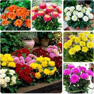 Dahlien Knollen Winterhart - 5 Zwiebeln - Zwerg Blumenzwiebeln Kollektion