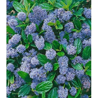 BALDUR Garten 1x Immergrüne Säckelblume Blauer Ceanothus 'Blue Mound', Pflanze im 13 cm-Topf, Kalifornischer Flieder winterhart, trockenresistent, pflegeleicht, Wasserbedarf gering, blühend