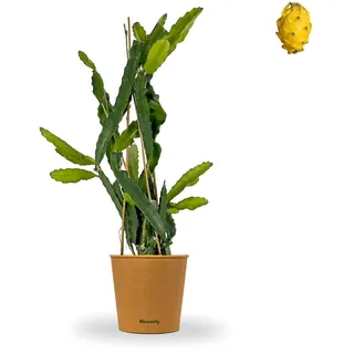 Bloomify® Drachenfrucht Pflanze "Draga" gelb | 80-110 cm hohe Pitahaya | pflegeleichte Pitaya für Kübel oder als Zimmerpflanze | süße Früchte & schöne Blüten