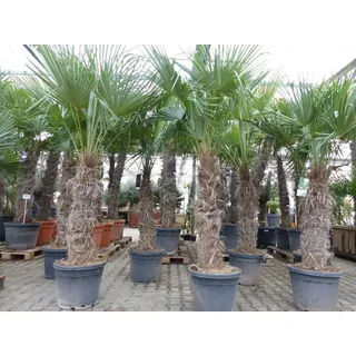 gruenwaren jakubik XXXXL 210-230 cm Trachycarpus fortunei Hanfpalme, winterharte Palme bis -18°C