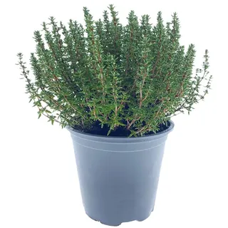 Italienischer XXL Thymian im 14cm Topf aus der Gärtnerei Enseleit