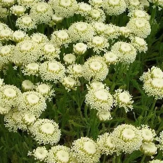 6 x Grünblättriges Heiligenkraut - Santolina Rosmarinifolia Topf 9x9cm: Kompakte Pflanze für sonnige Bereiche