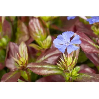 Pflanzen Für Dich Ceratostigma Plumbaginoides Bleiwurz Blau Blühend Ca. 9x9 cm Topf