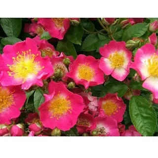 Kletterrose  (Rosa 'Maria Lisa', Karminrosaweiß)