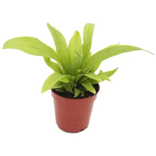 EXOTENHERZ Minipflanze Asplenium Antiquum Nestfarn Ideal für Kleine Schalen und Gläser Babyplant im 5,5cm Topf