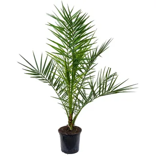Phoenix Canariensis Kanarische Dattelpalme Exotische Outdoor Pflanze Gartenpflanze 15 cm Topf