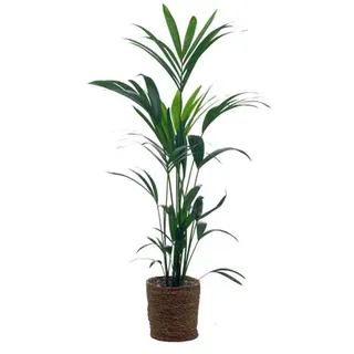 Zimmerpflanze »Areca-Palme« mit Topf - Grün - grün