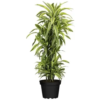 Piardino Drachenbaum XXL  (Dracaena fragrans 'Lemon Lime', Topfgröße: 27 cm, Dunkelgrün)