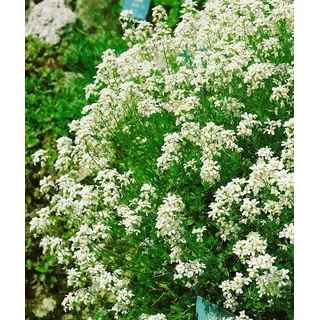 Pflanzen Für Dich Arabis Procurrens Neuschnee Gänsekresse Weiß Ca. 9x9 cm Topf