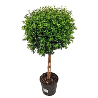 meinvipshop Echte Myrte Myrtus 45cm